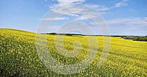 Yellow canola field in bloom during spring