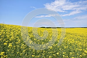 Yellow canola field in bloom during spring