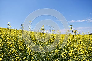 Yellow canola field in bloom during spring