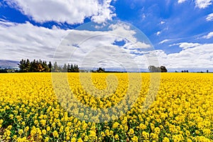 Yellow canola field with blue skies in New Zealand.