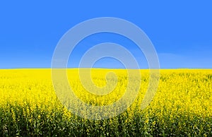 Yellow canola field with blue sky depicts flag of Ukraine, world`s third largest exporter of the crop