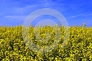 yellow canola field. blue sky and white clouds. nature and outdoors.