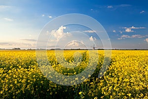 Yellow canola field, blue sky and windmill