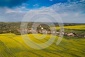 Yellow canola field with cloudy sky