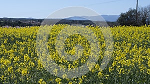 Yellow canola field landscape in bloom