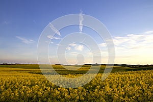 Yellow canola field in May and in sprigtime