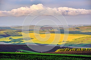 Yellow canola field in the summer