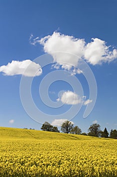 Yellow canola field in the sun with blue sky and clouds