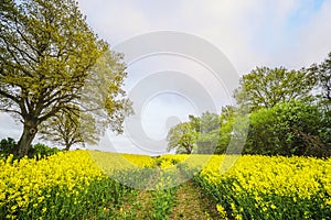 Yellow canola field with tire tracks