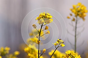 Yellow canola field under blue sky summer day