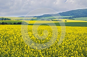 Yellow canola fields