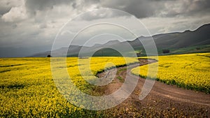 Yellow canola fields with dirt road and mountains in the background and contrasting thunder clouds.