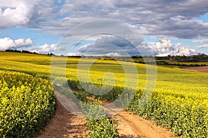 Yellow canola fields and ground road overlooking a valley, rural