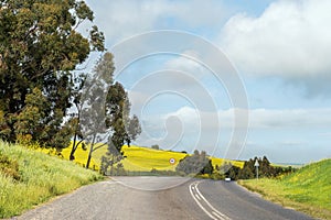 Yellow canola fields next to Malanshoogte Road