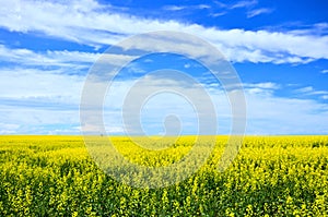 Yellow canola fields under blue skies during summer, Alberta, Canada