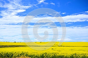 Yellow canola fields under vast blue skies in summer, Alberta, Canada photo