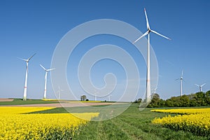 Yellow canola fields and wind turbines