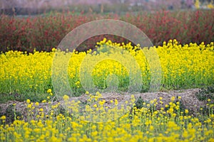 Yellow canola flower field, full blooming.
