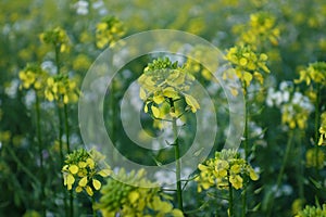 yellow canola flower in green field