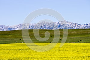 Yellow Canola Field In Bloom Alberta