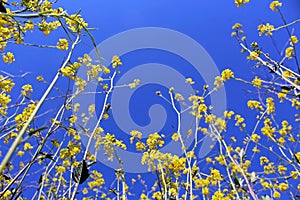 Canola field in bloom under blue sky