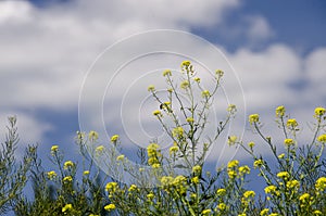 Yellow canola flowers grow in a field against the blue sky