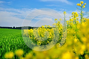 Yellow canola oilseed field