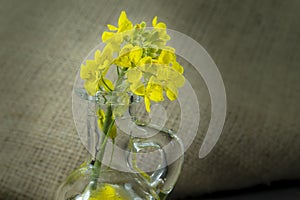 Yellow canola or rapeseed flowers with oil