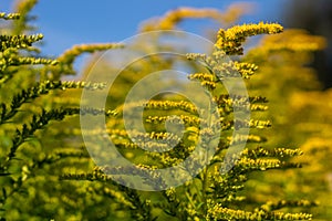 Yellow cap of gold-colored flowers, bright sunny day