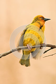 A yellow Cape Weaver bird, Ploceus capensis photo