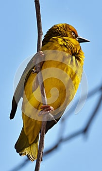 Yellow Cape weaver male