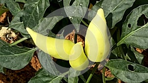 Yellow Capsicum annuum plant with bell peppers ripe on the shrub.