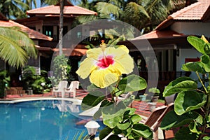 Yellow carcade flower on the tropical view background