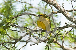 Yellow Cardinal, Gubernatrix cristata,