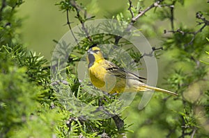 Yellow Cardinal, Gubernatrix cristata,