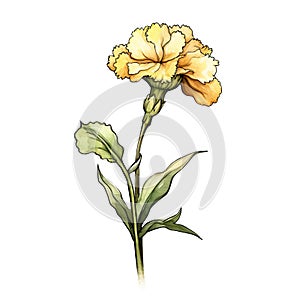 Yellow Carnation Flower Illustration In Anton Pieck Style