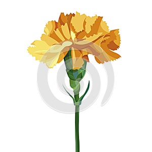 Yellow carnation flower. Isolated on white. Collection for Mother`s Day, victory day