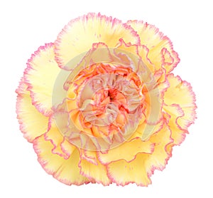 Yellow carnations on white background