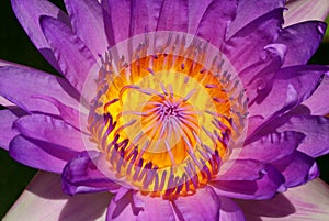 Yellow carpel of purple lotus photo