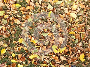 Yellow carpet of leaves
