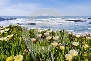Yellow Carpobrotus edulis flower covering a bluff on the Pacific coastline, Pescadero State Beach, California