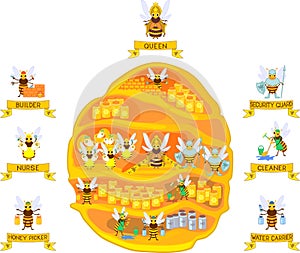 Yellow cartoon beehive and honey bee family. Internal structure of beehive