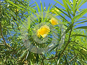 Yellow Cascabela thevetia flower