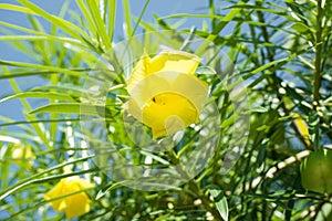 Yellow Cascabela thevetia flower