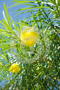 Yellow cascabela thevetia flower in nature garden
