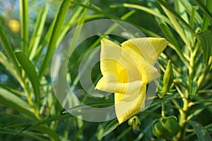 Yellow cascabela thevetia flower in nature garden