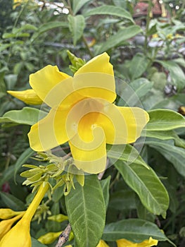 Yellow Cascabela thevetia flower in nature garden