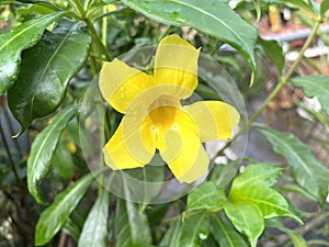 Yellow Cascabela thevetia flower in nature garden