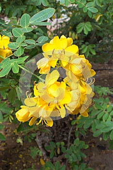 Yellow cassia flower