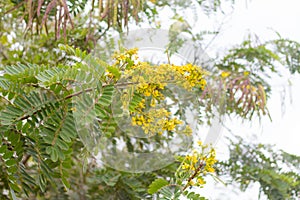 Yellow cassia flowers on a green leafy plant in the backyard